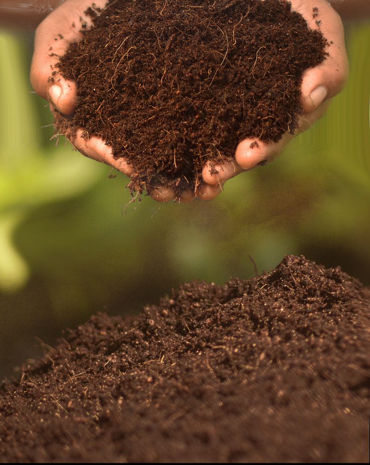 Cow Dung Powder